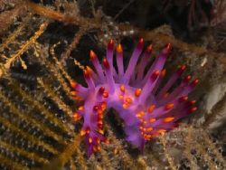 'Hands up!' from Lembeh. Taken with Olympus E-20 in Titan... by Istvan Juhasz 